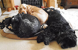 Dog Boarding, Millie, Ellie & JJ having a snooze in front of the fire