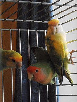 Love Birds, House & Pet sitting, Falmouth, Cornwall
