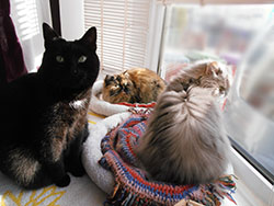 3 cats, Agatha, Cleo and Eva - Pop In Cat Care, Liverpool.