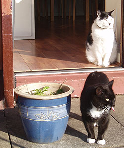 Cat Pop in Liverpool, Molly & Ziggy wandering in the garden during Caths visit
